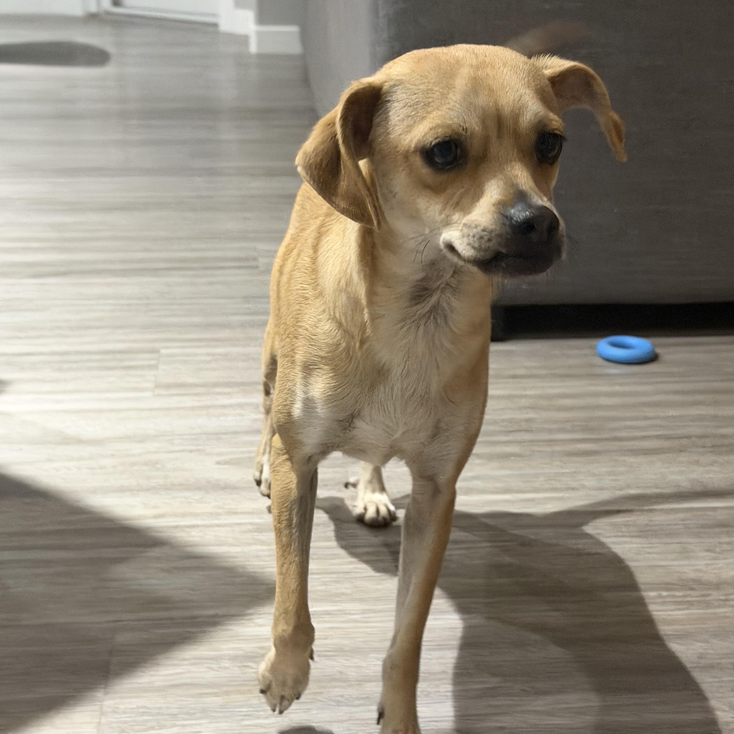 Enlarge Chancellor, an adopted mixed breed in Calgary, AB image 4/4