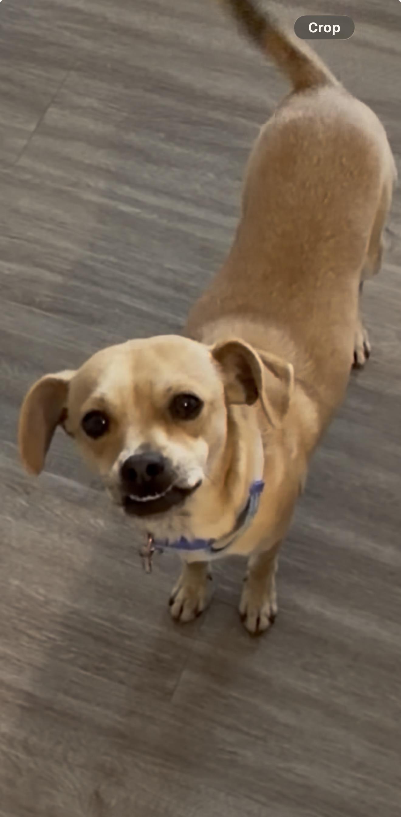 Enlarge Chancellor, an adopted mixed breed in Calgary, AB image 3/4