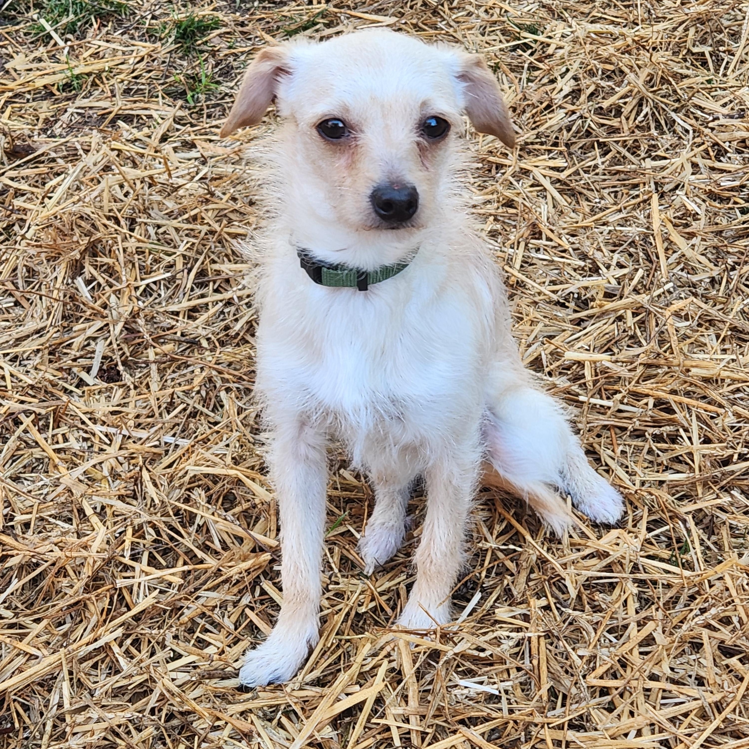 CASHE, ADOPTABLE, Young Male Chihuahua & Terrier.