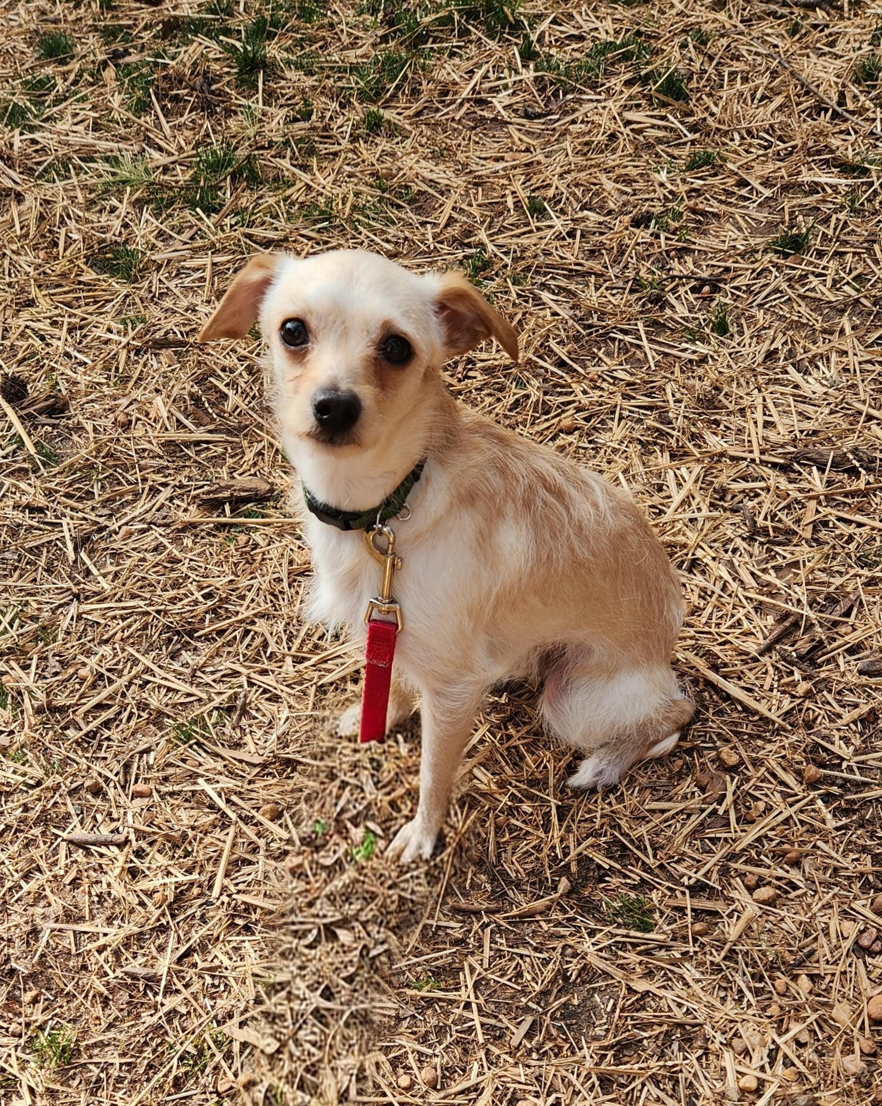 CASHE, ADOPTABLE, Young Male Chihuahua & Terrier.