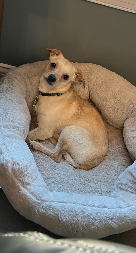 Enlarge CASHE, a ADOPTABLE mixed breed in Troutman, NC image 4/5