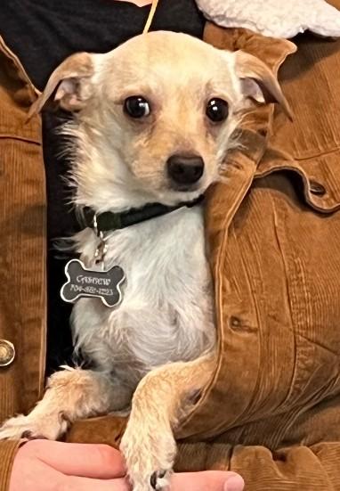 Enlarge CASHE, a ADOPTABLE mixed breed in Troutman, NC image 3/5