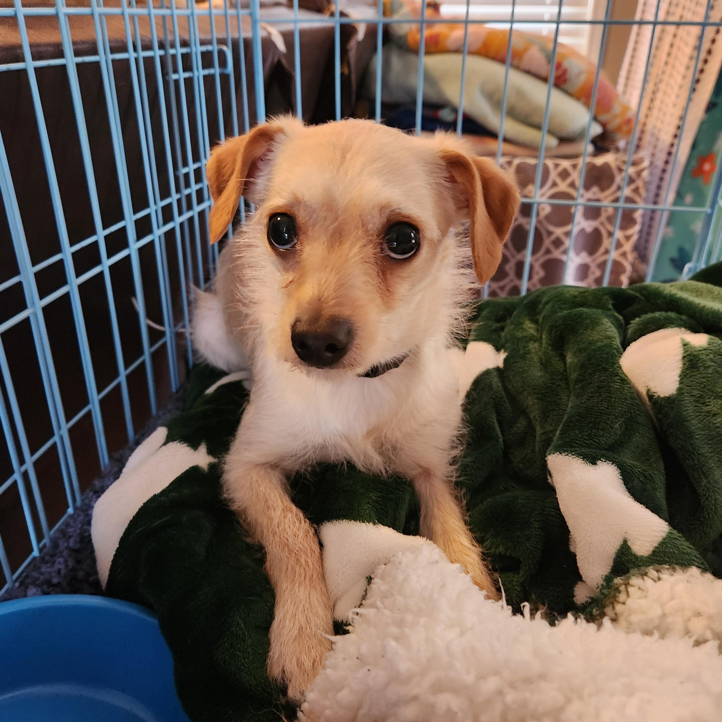 Enlarge CASHE, a ADOPTABLE mixed breed in Troutman, NC image 2/5