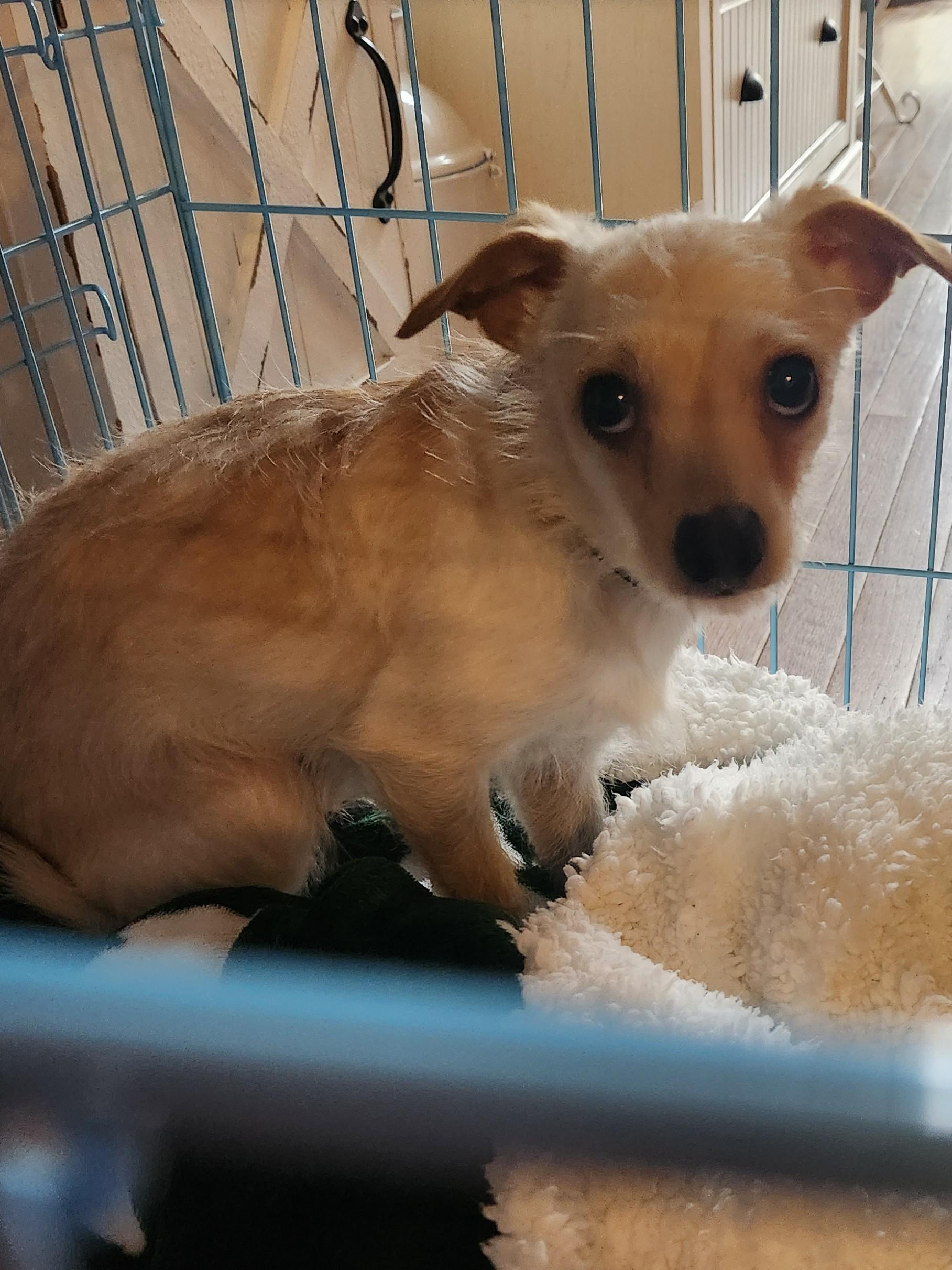 Enlarge CASHE, a ADOPTABLE mixed breed in Troutman, NC image 5/5