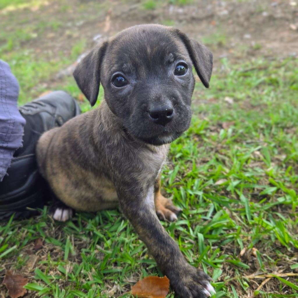 Gem, Adoptable, Puppy Female Mixed Breed.