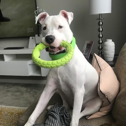 Ghost - FOSTER NEEDED!!!