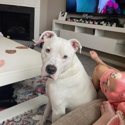 Ghost - FOSTER NEEDED!!!