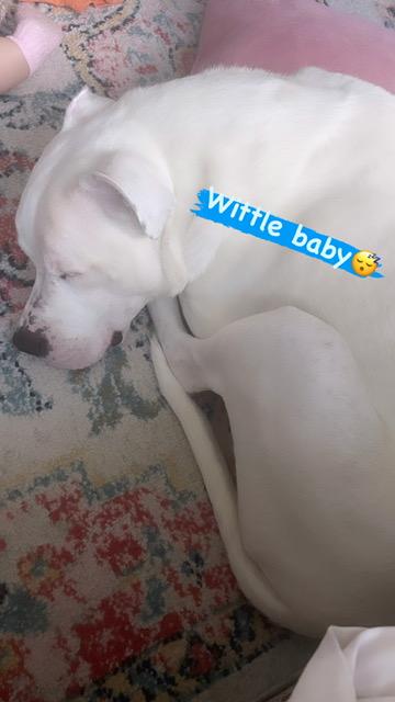 Ghost - FOSTER NEEDED!!!