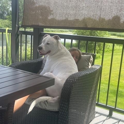 Ghost - FOSTER NEEDED!!!