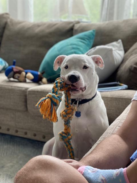 Ghost - FOSTER NEEDED!!!