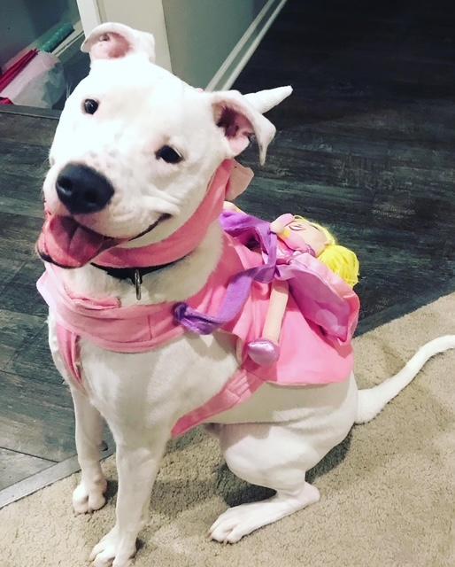 Ghost - FOSTER NEEDED!!!