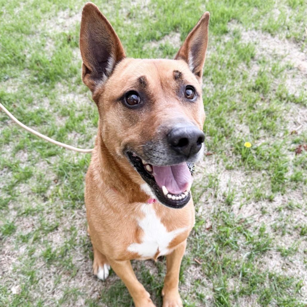 659 (2026) Betty, Adoptable, Adult Female Shepherd & Mixed Breed.