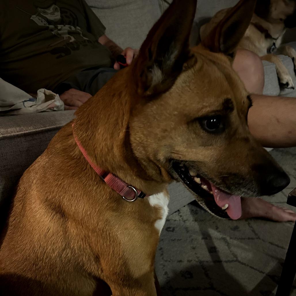 Enlarge 659 (2026) Betty, a Adoptable mixed breed in Parker, CO image 2/6