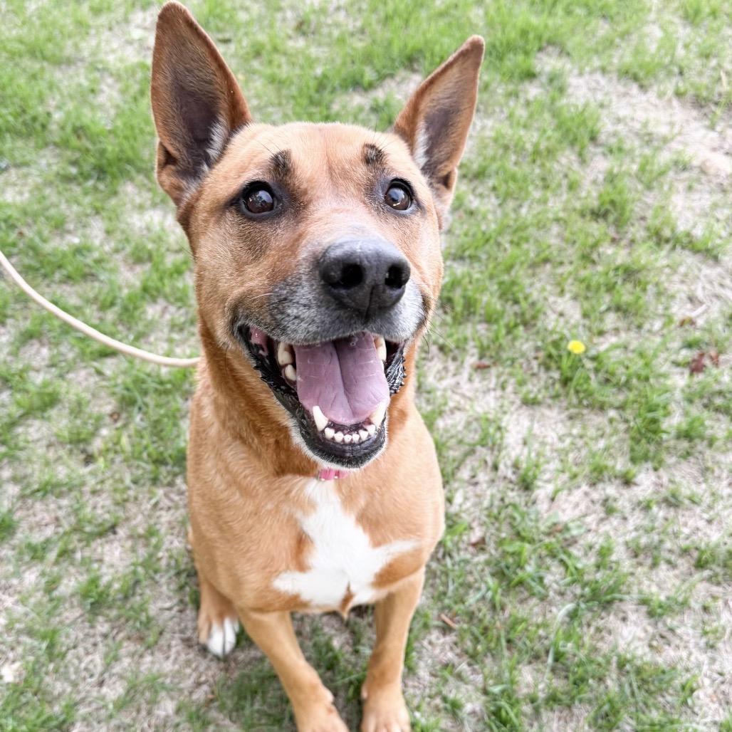 Enlarge 659 (2026) Betty, a Adoptable mixed breed in Parker, CO image 4/6