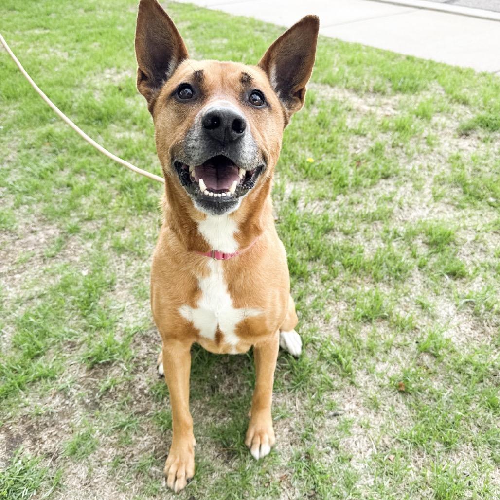Enlarge 659 (2026) Betty, a Adoptable mixed breed in Parker, CO image 5/6