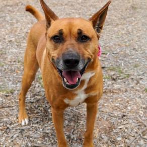 Enlarge 659 (2026) Betty, a Adoptable mixed breed in Parker, CO image 6/6