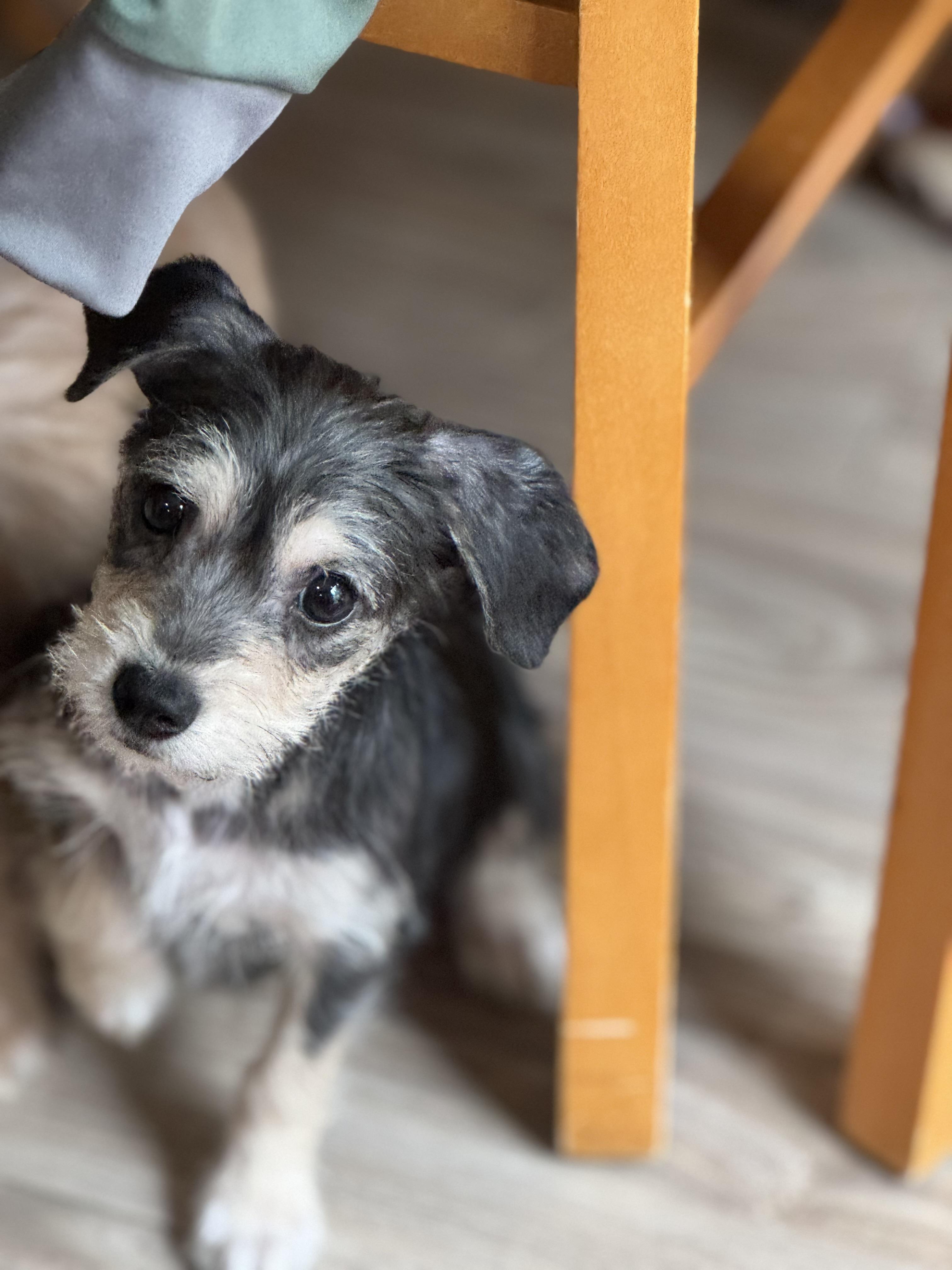 Enlarge Karl, a ADOPTABLE mixed breed in Lacey, WA image 2/5