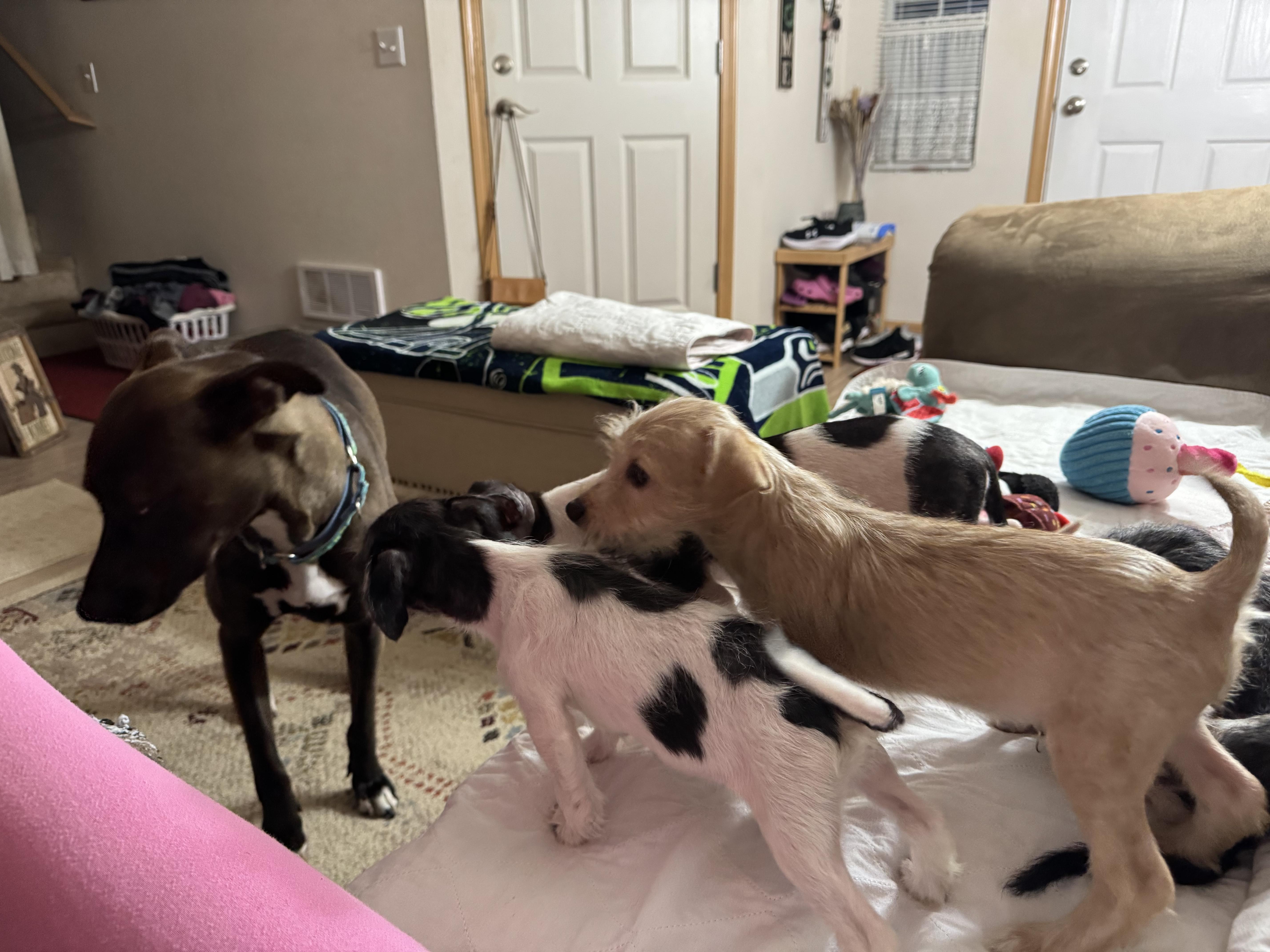 Enlarge Karl, a ADOPTABLE mixed breed in Lacey, WA image 5/5