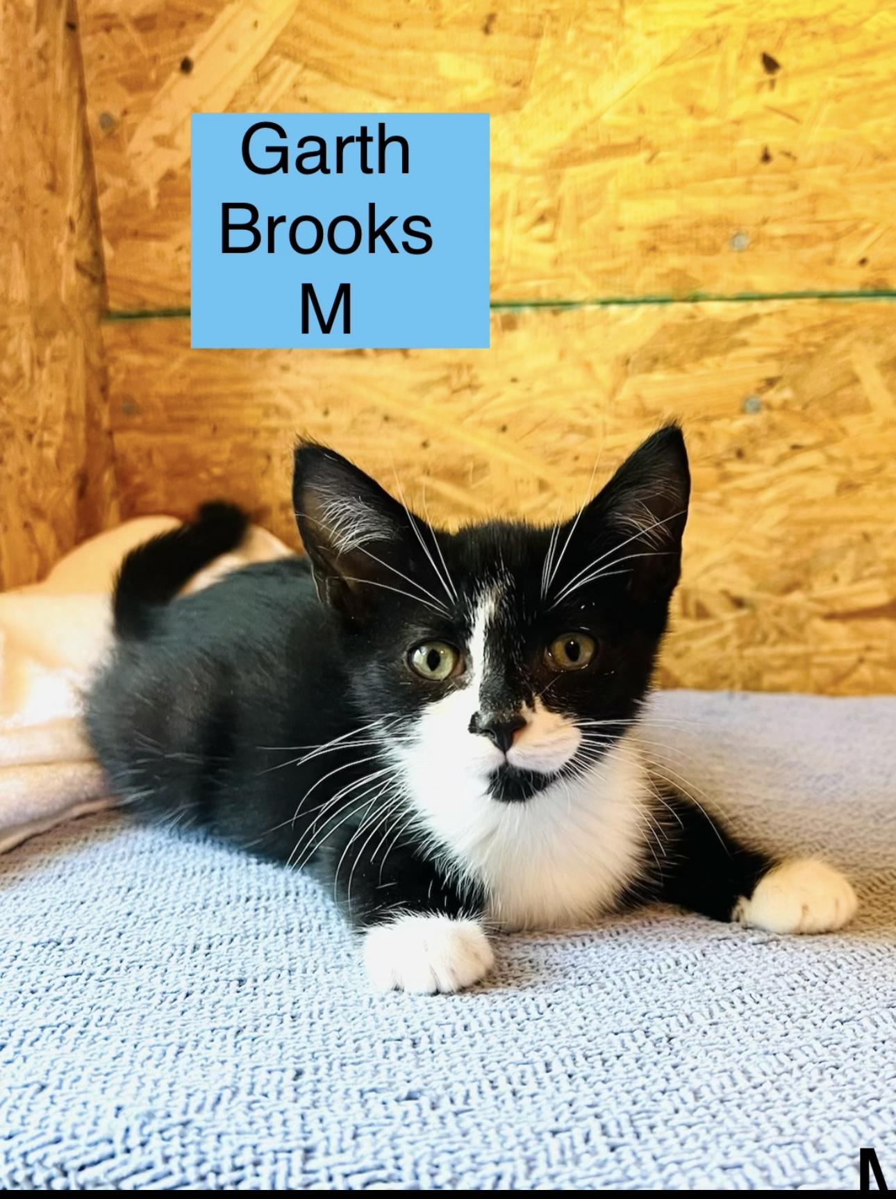 Garth Brooks. /Lynn, Adoptable, Kitten Male Domestic Medium Hair.