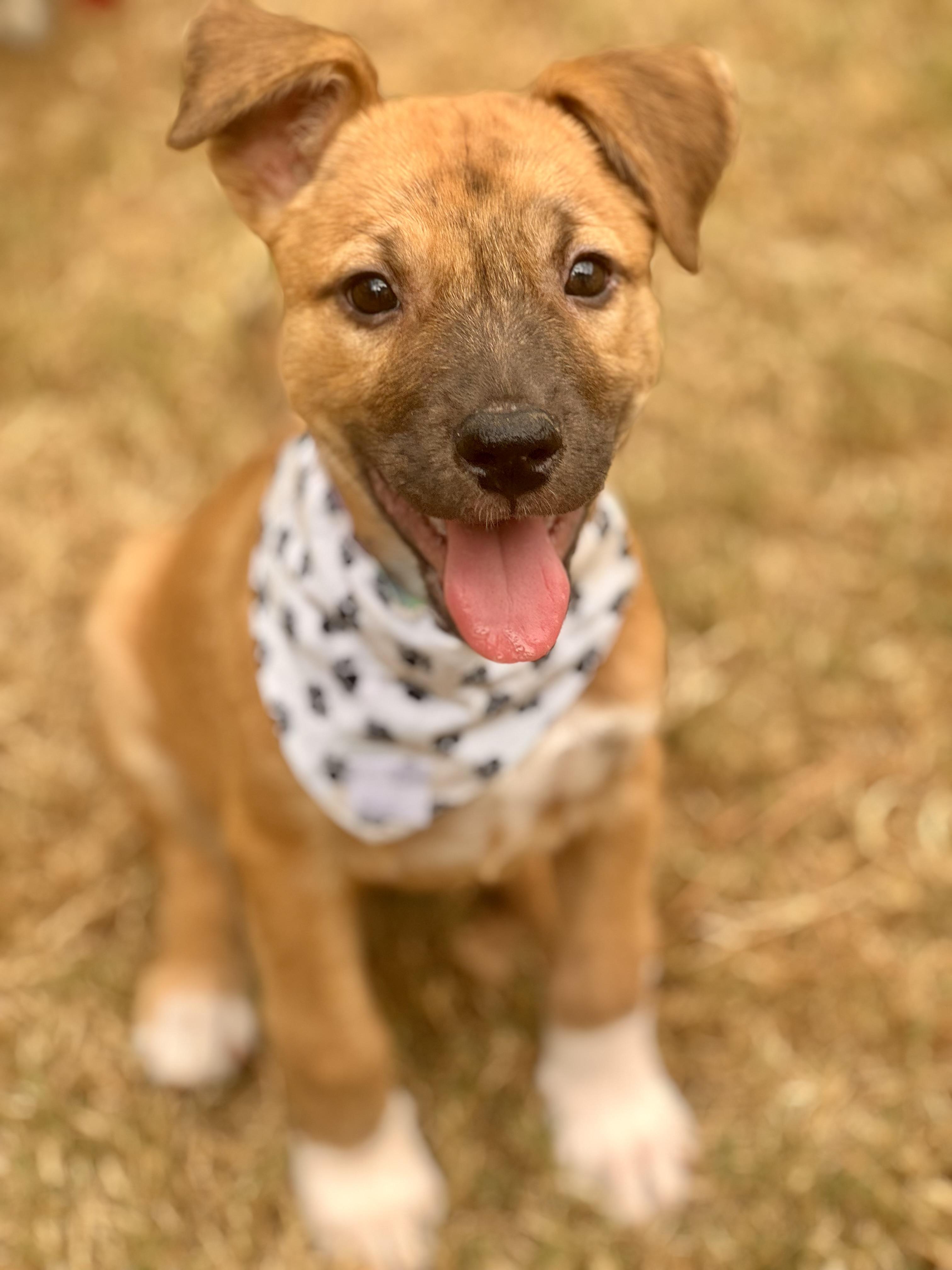 Cookie, a Adopted mixed breed in Alabaster, AL image 3/6