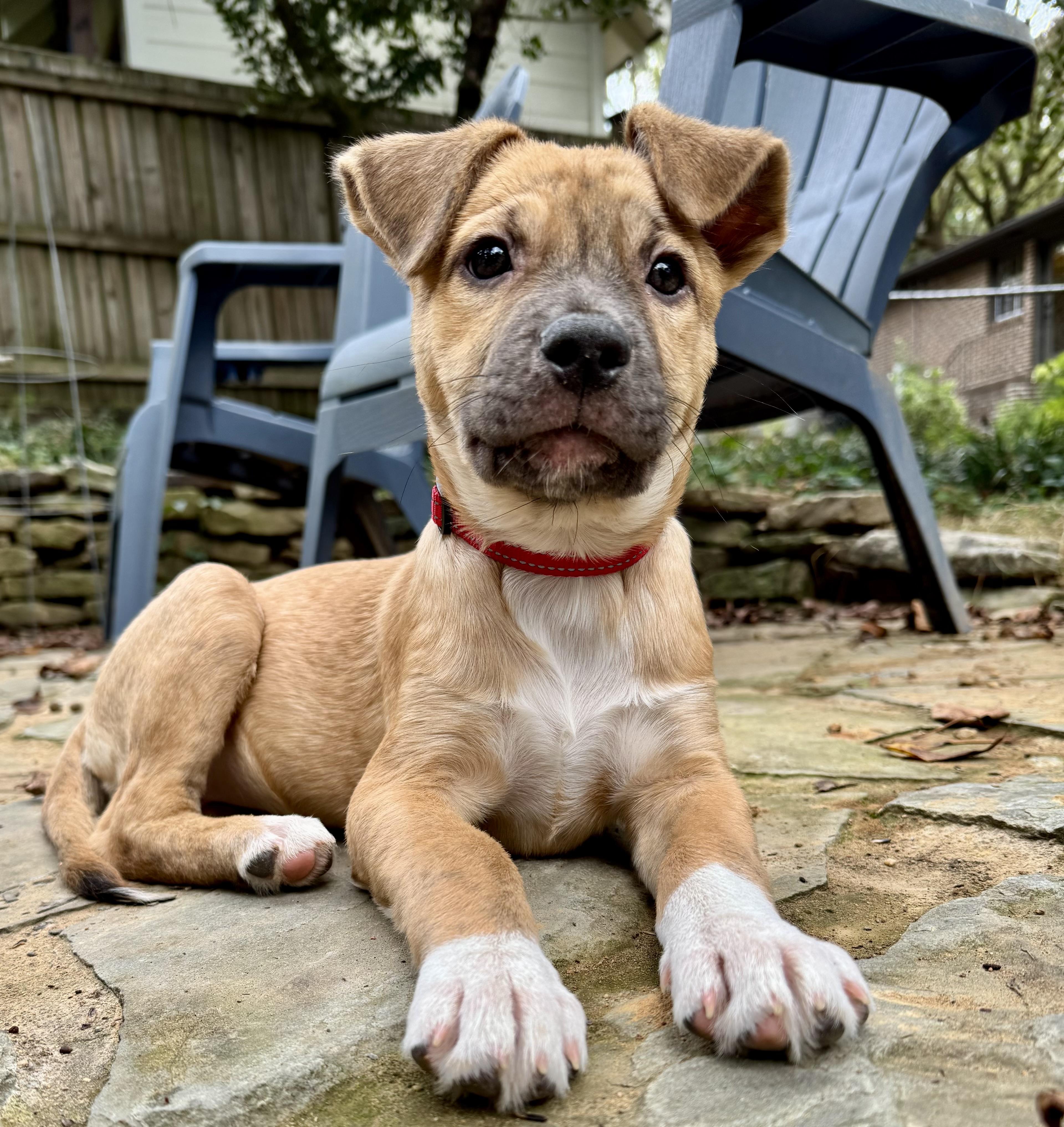 Cookie, Adopted, Puppy Female Boxer & Labrador Retriever.