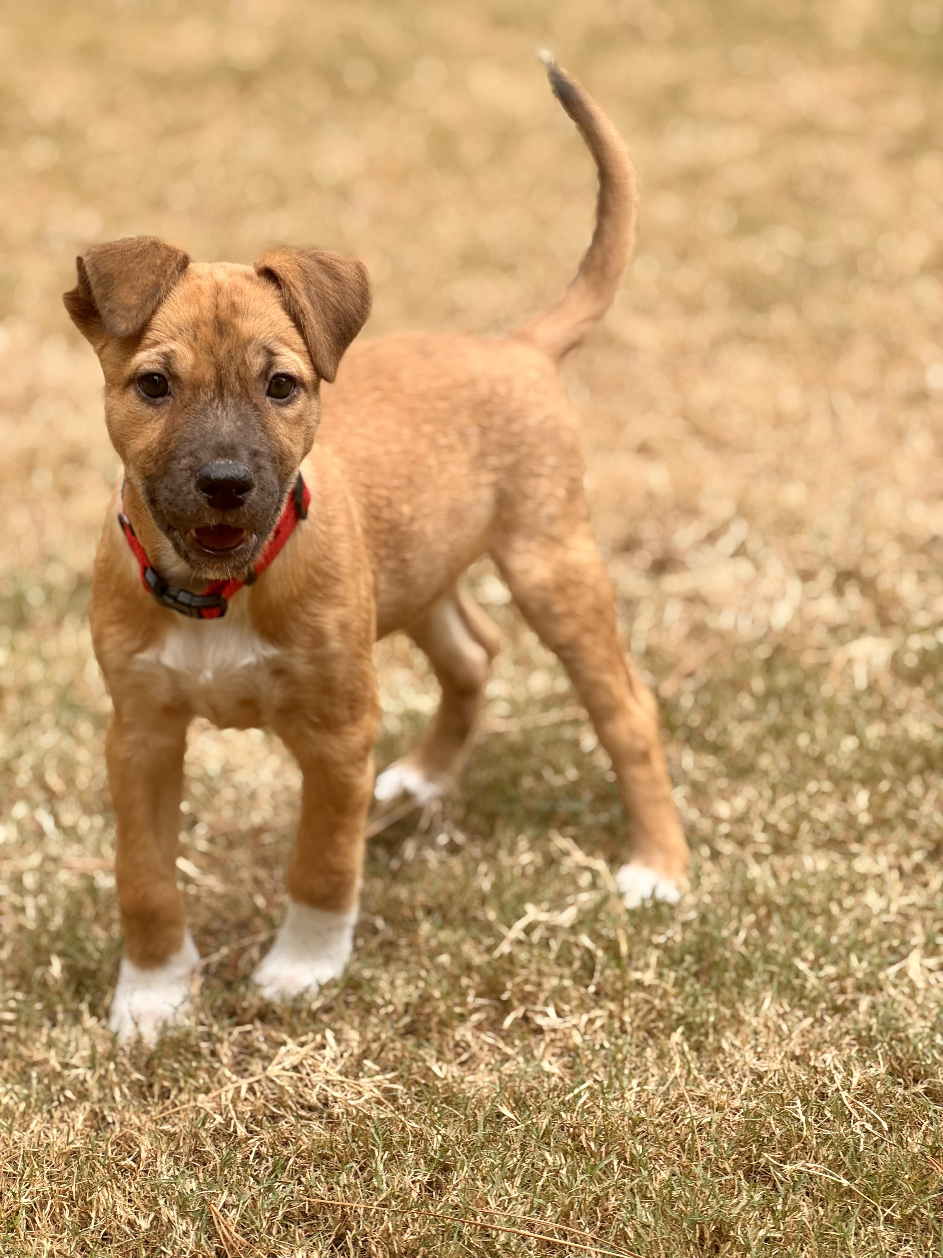 Cookie, a Adopted mixed breed in Alabaster, AL image 6/6