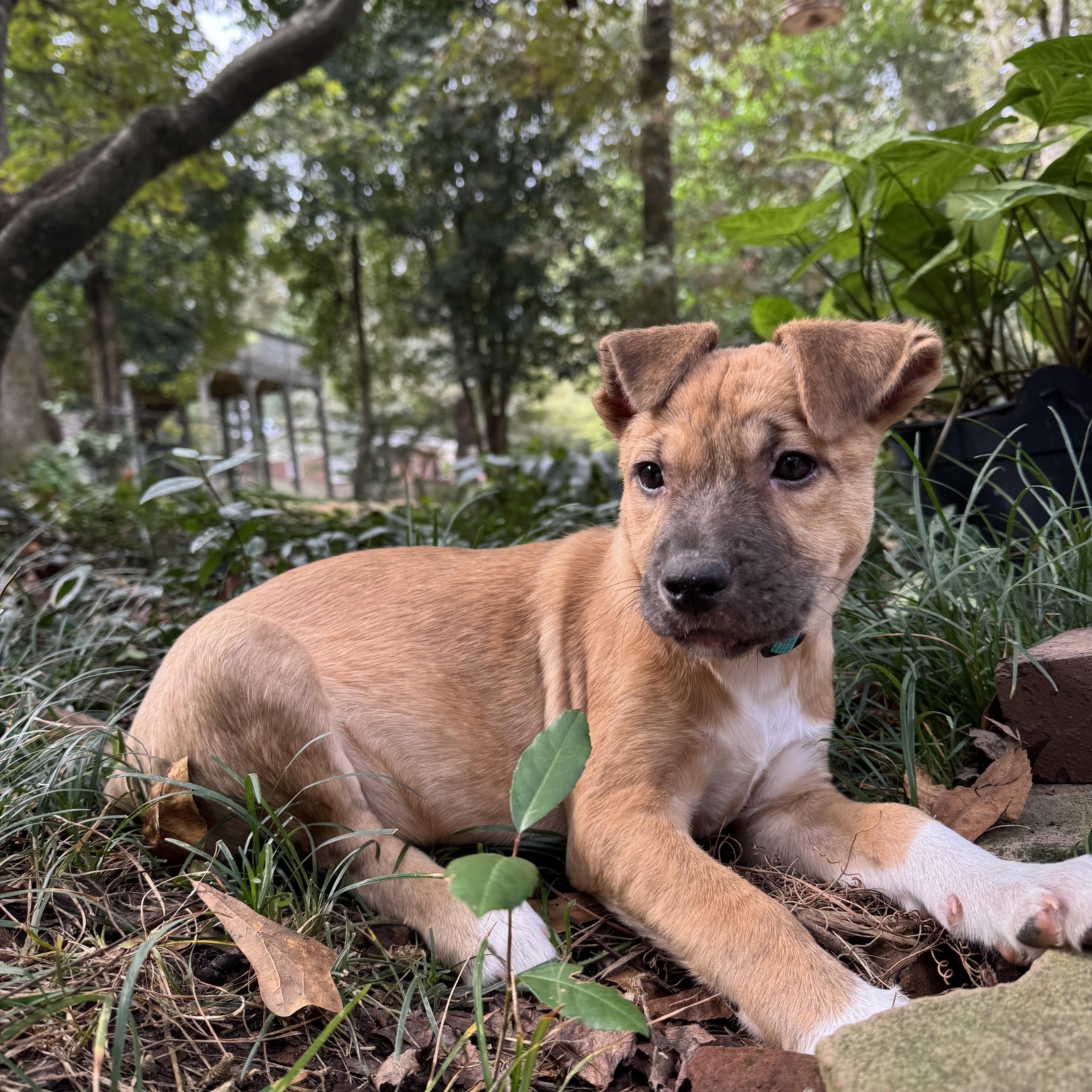 Cookie, a Adopted mixed breed in Alabaster, AL image 5/6