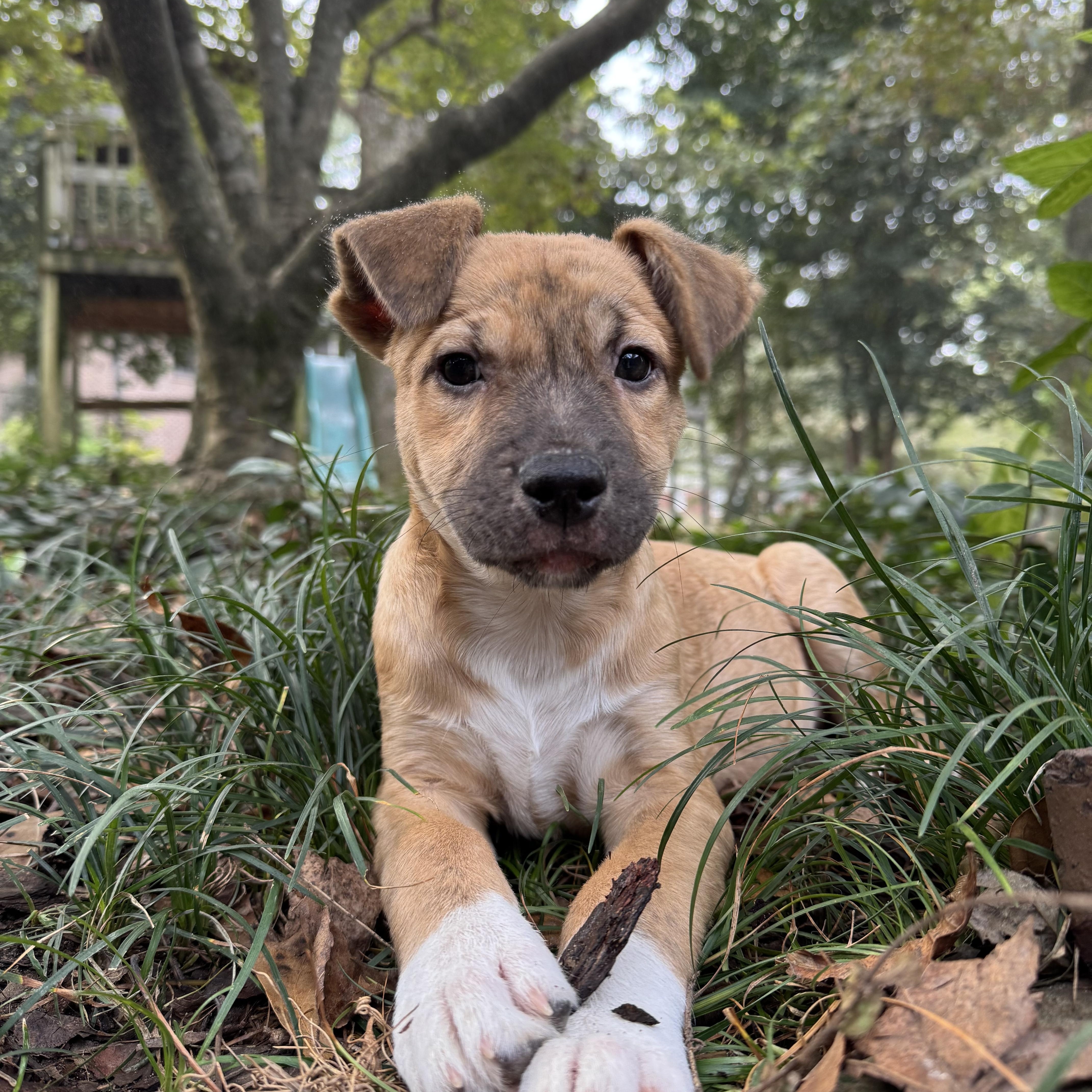 Cookie, a Adopted mixed breed in Alabaster, AL image 4/6