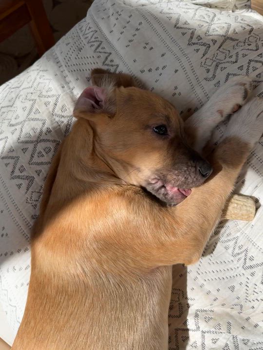 Enlarge Cookie, a Adopted mixed breed in Alabaster, AL video 2/6