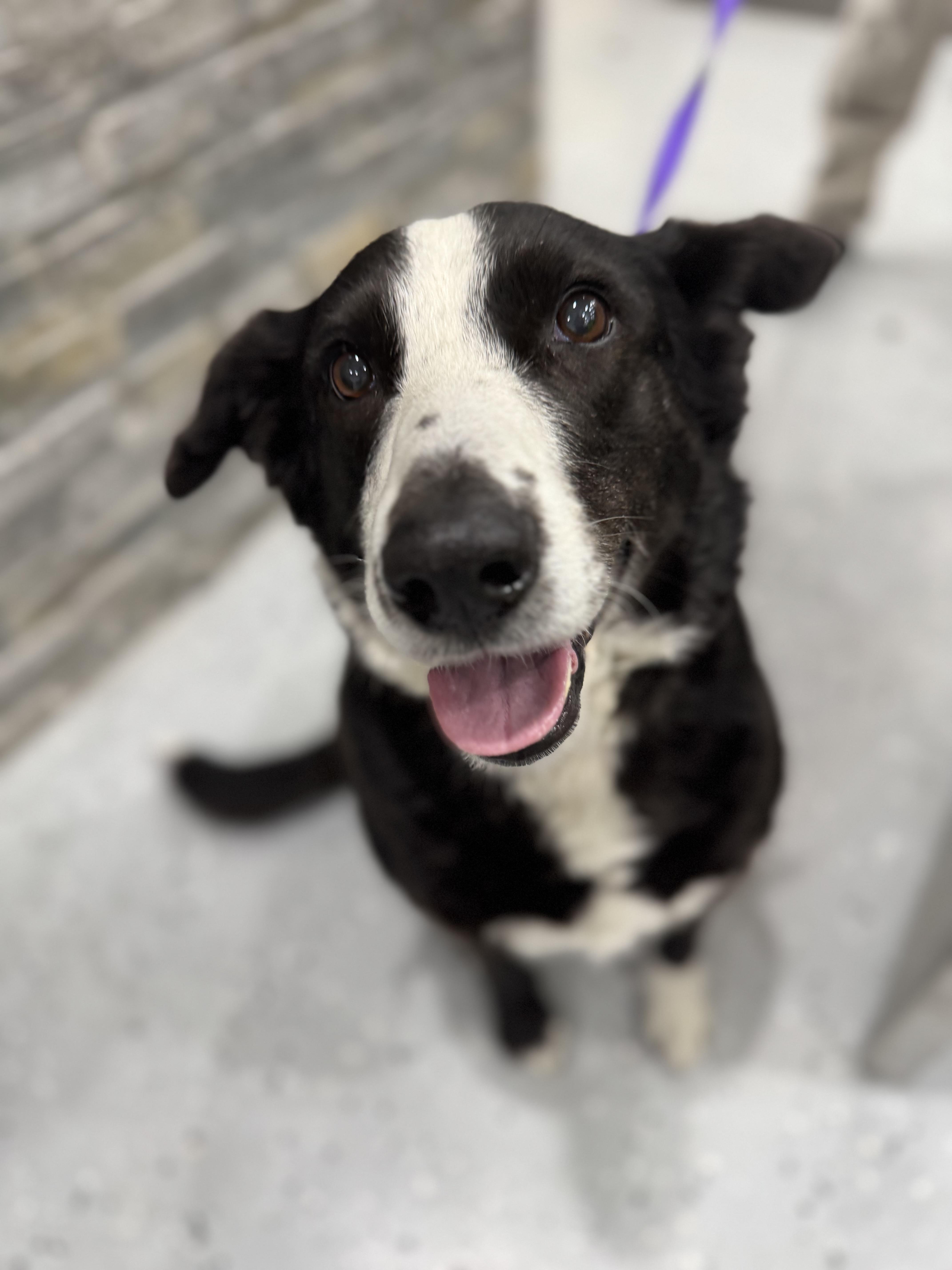 Enlarge Ellie, an adopted mixed breed in Sherman, TX image 3/6