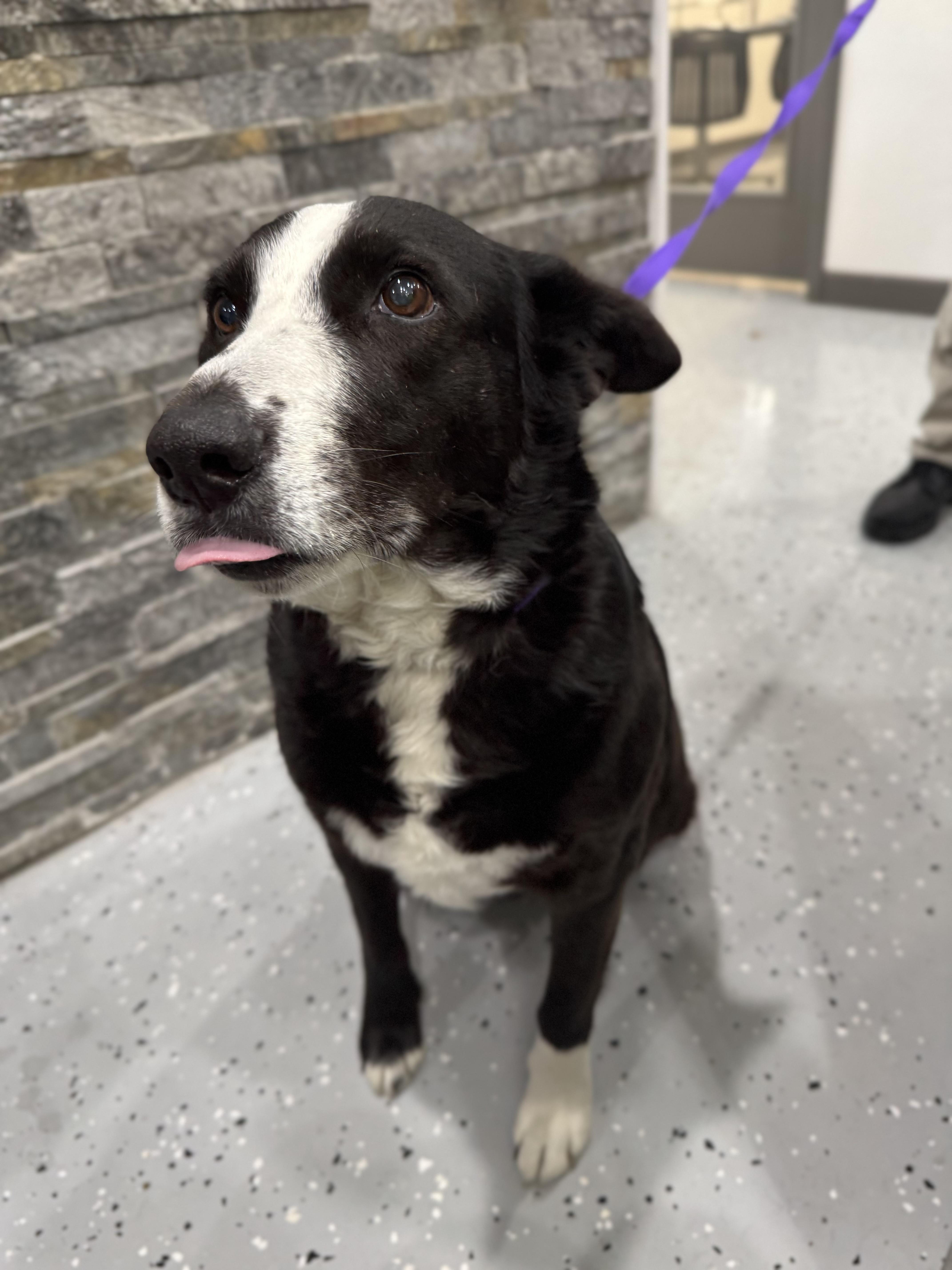 Enlarge Ellie, an adopted mixed breed in Sherman, TX image 6/6