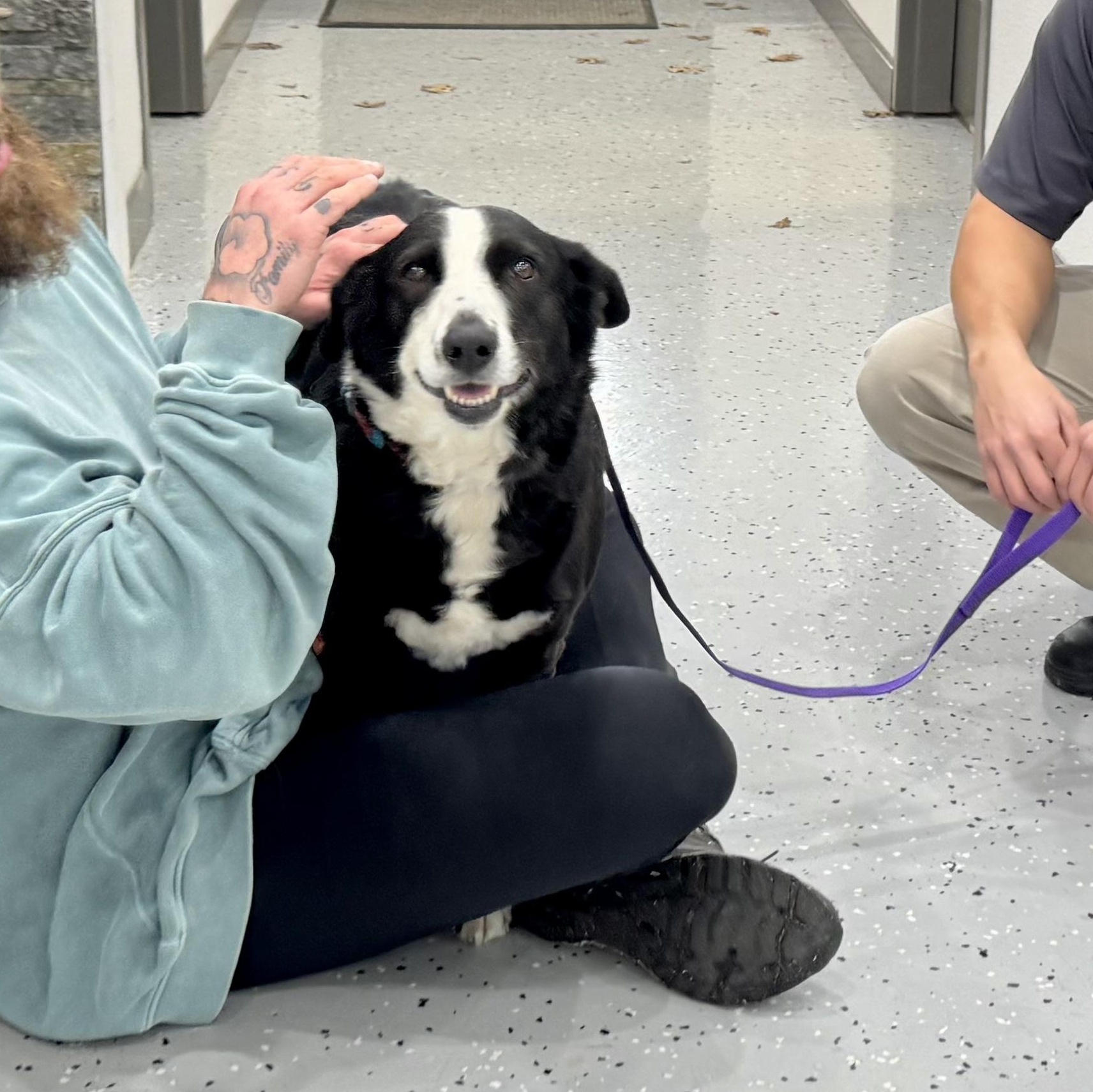 Enlarge Ellie, an adopted mixed breed in Sherman, TX image 2/6