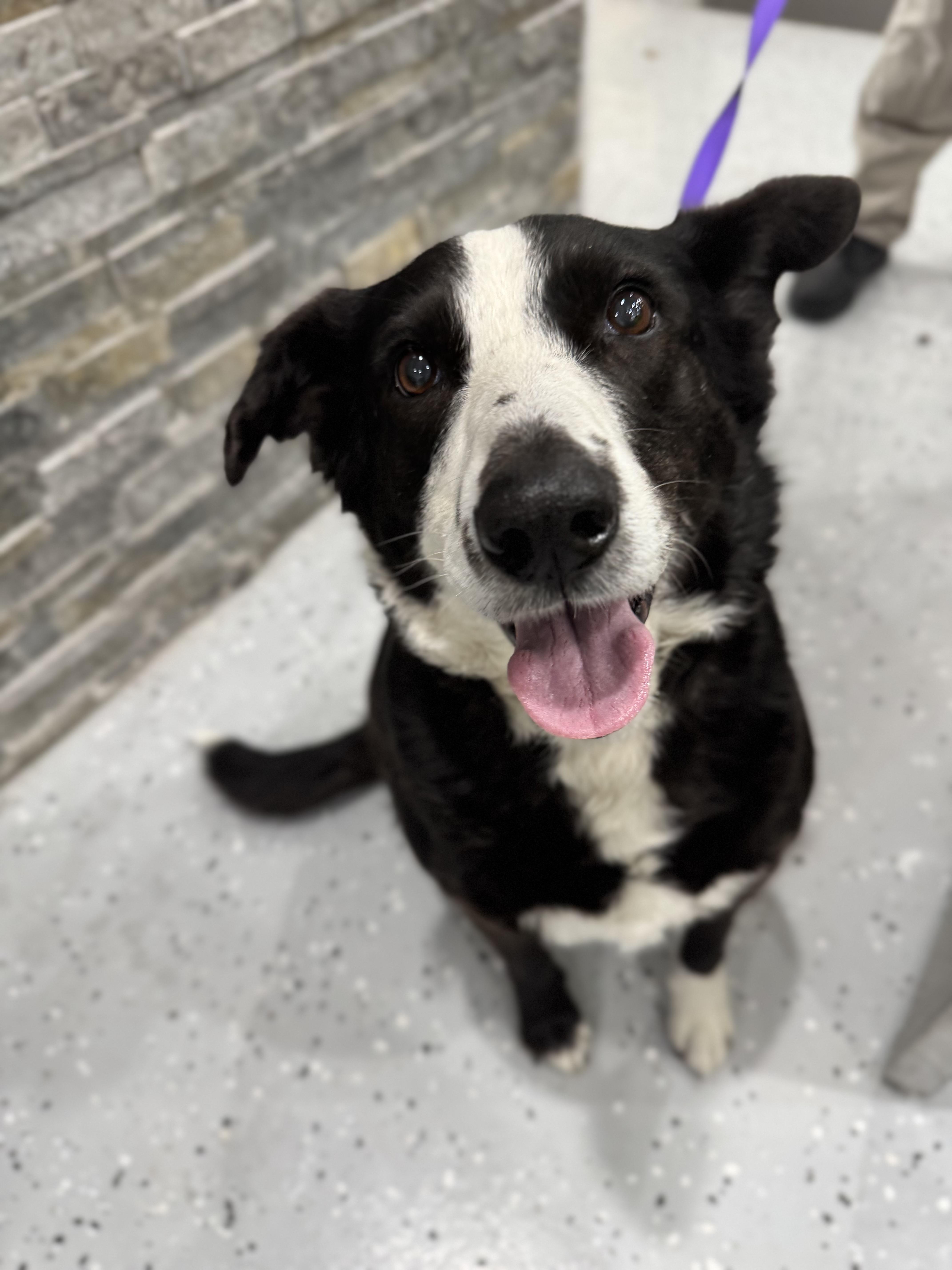 Enlarge Ellie, an adopted mixed breed in Sherman, TX image 5/6