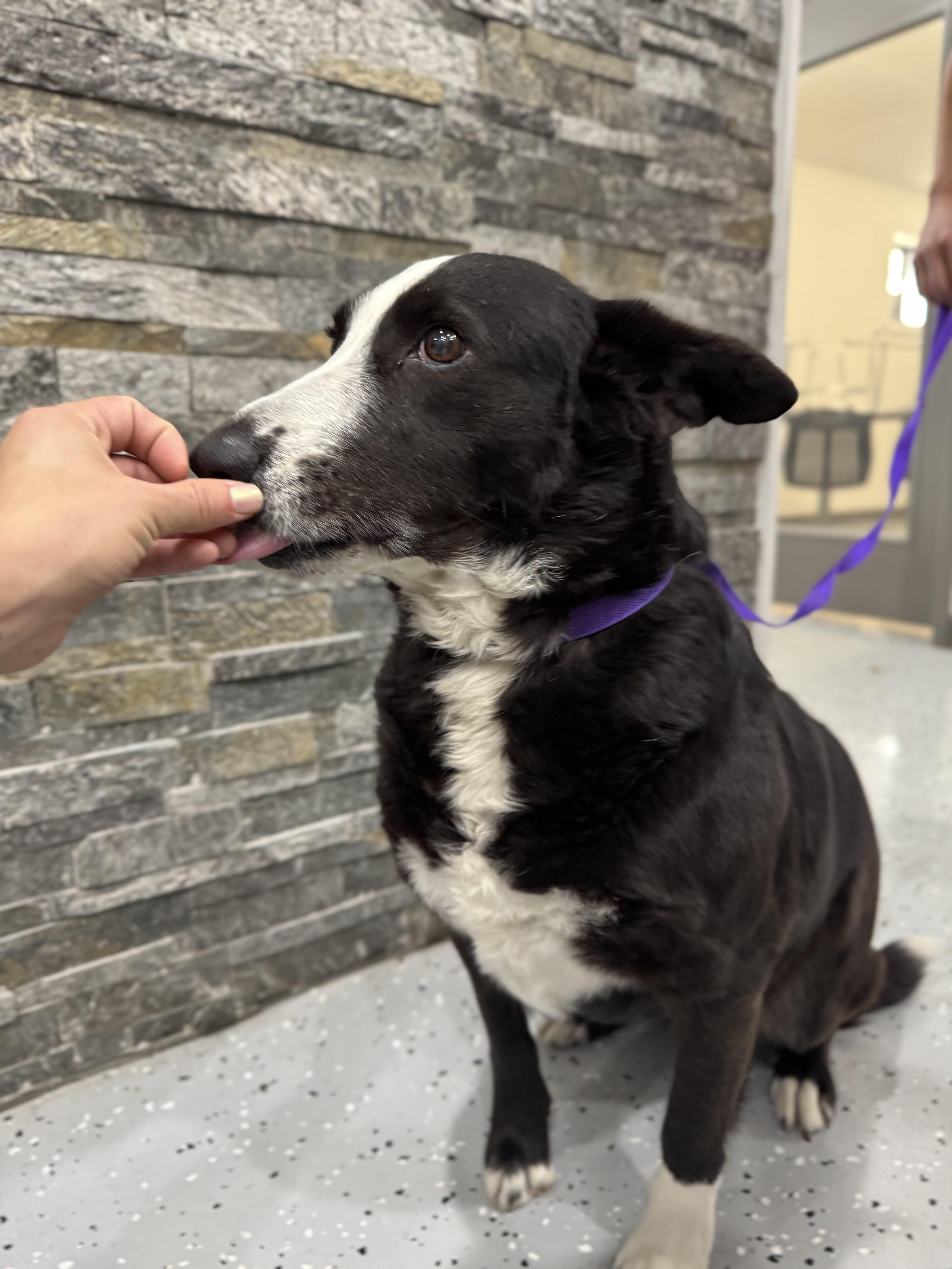 Enlarge Ellie, an adopted mixed breed in Sherman, TX image 4/6