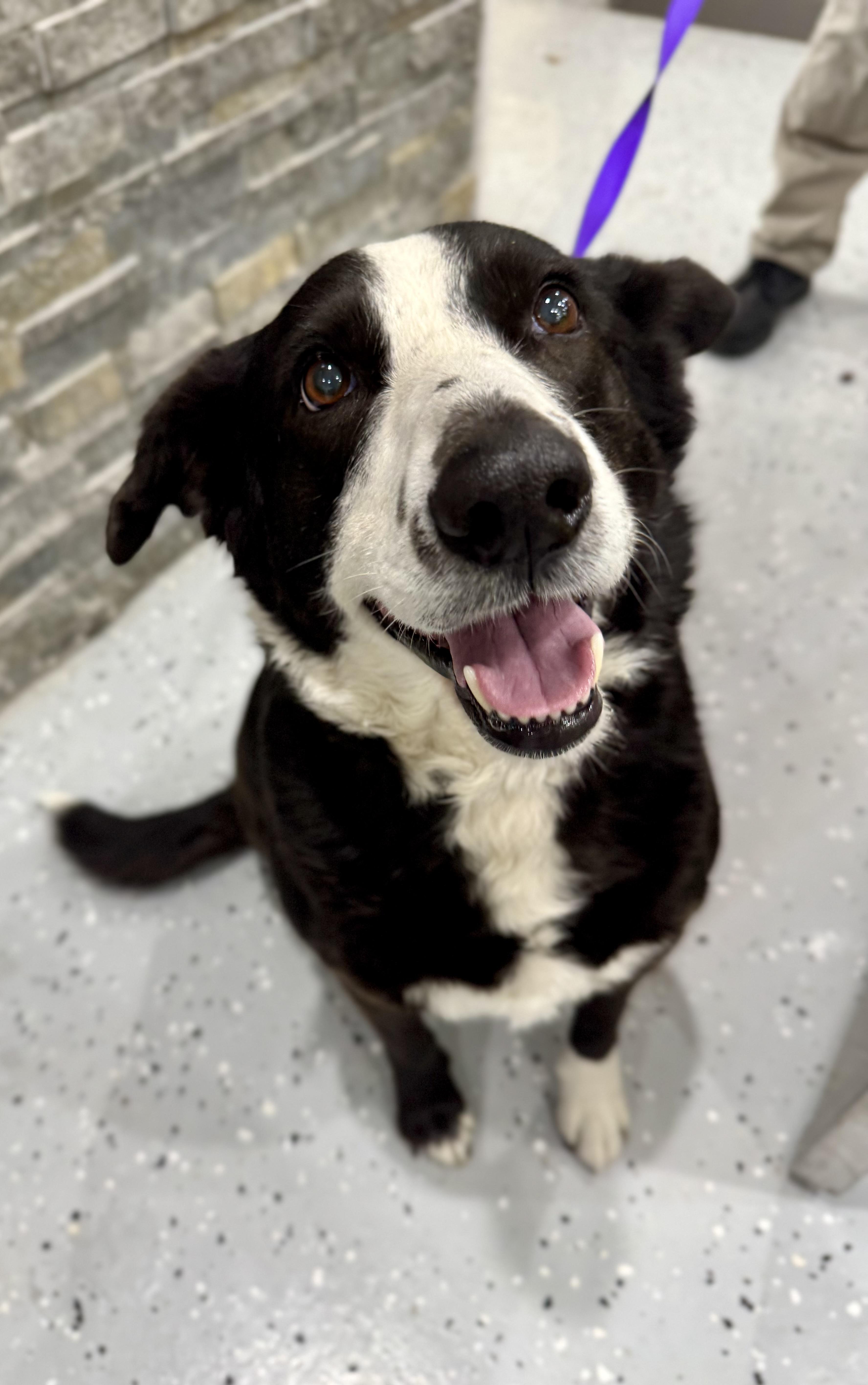 Enlarge Ellie, an adopted mixed breed in Sherman, TX image 1/6