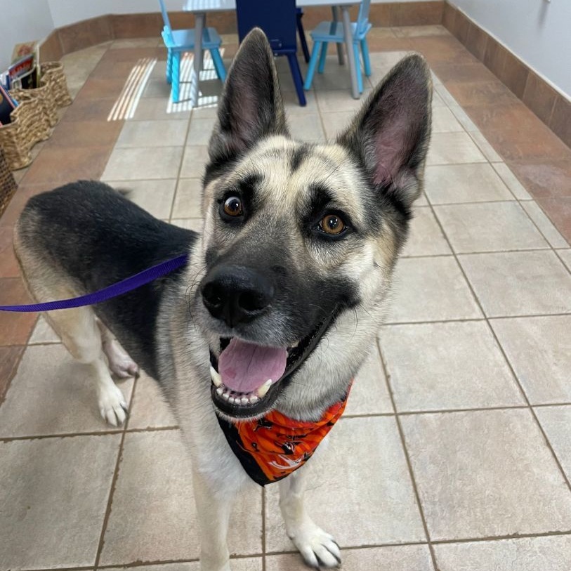 Dog for adoption - Jack, a German Shepherd Dog & Husky Mix in Roanoke