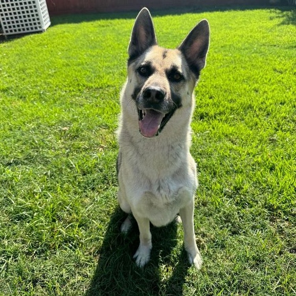 Dog for adoption - Jack, a German Shepherd Dog & Husky Mix in Roanoke