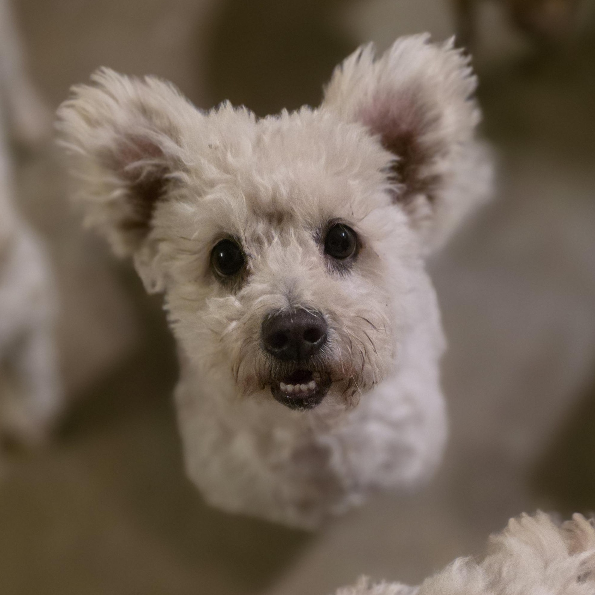Grove, Adoptable, Adult Female Poodle.
