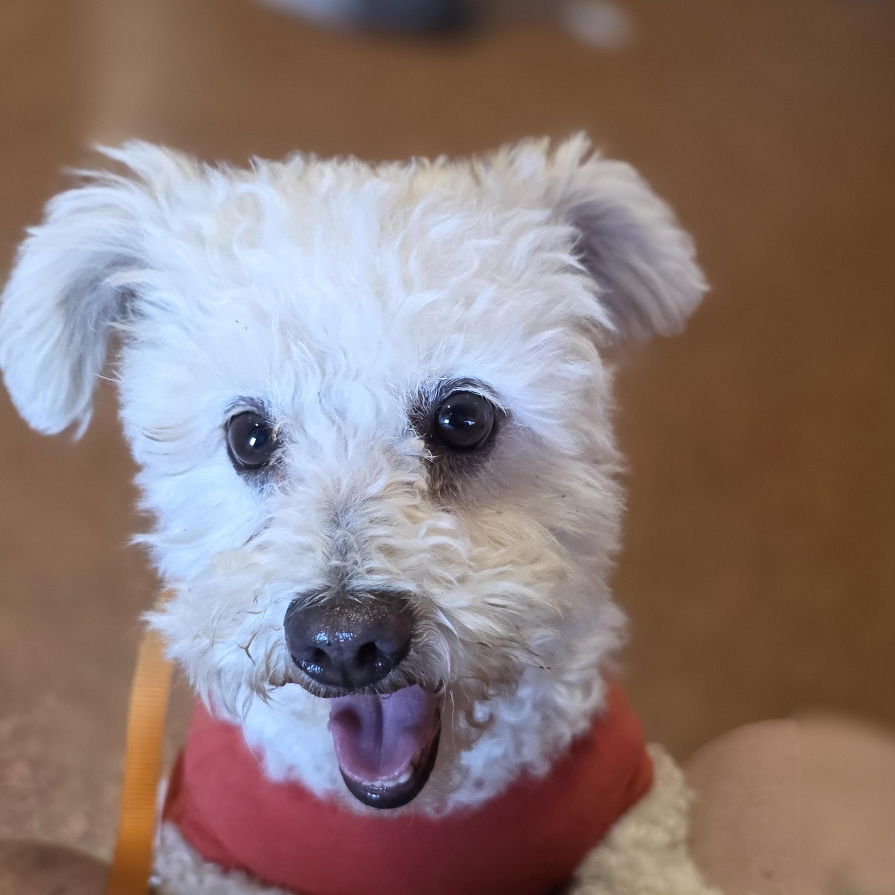 Grove, a Adoptable mixed breed in Fresno, CA image 2/2