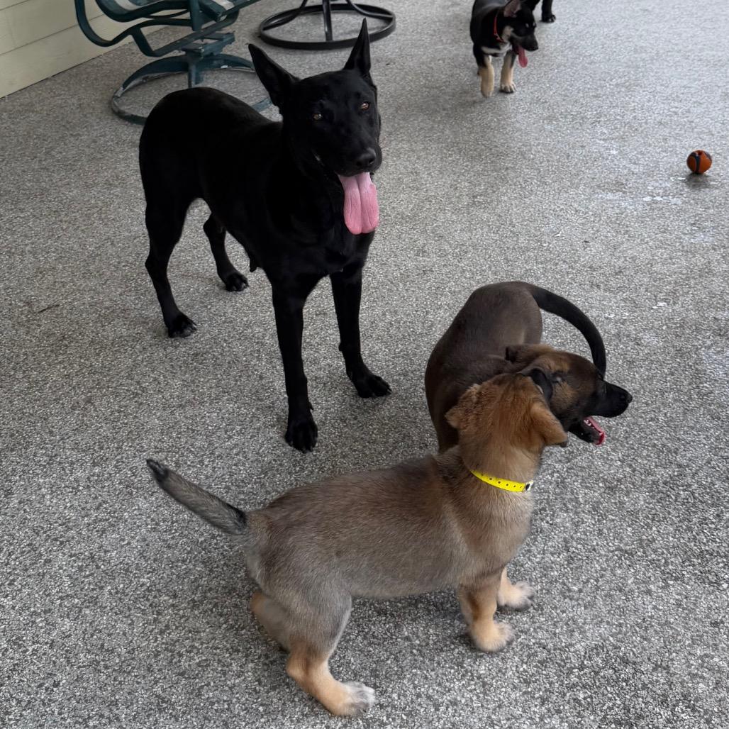 RUE, Adoptable, Adult Female German Shepherd Dog.