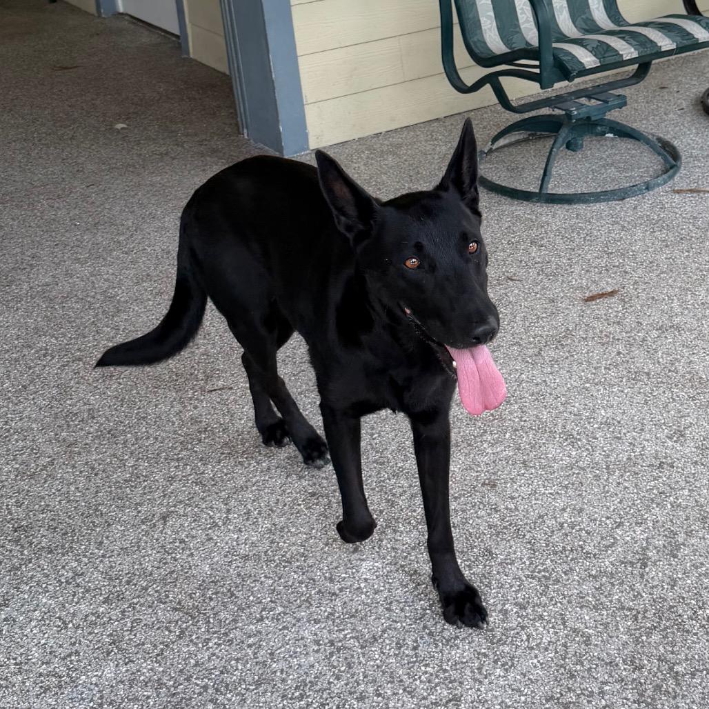 RUE, a Adoptable German Shepherd Dog in Wellington, FL image 2/6