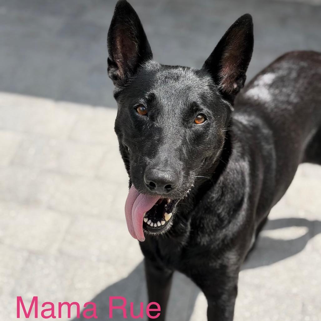 RUE, a Adoptable German Shepherd Dog in Wellington, FL image 4/6