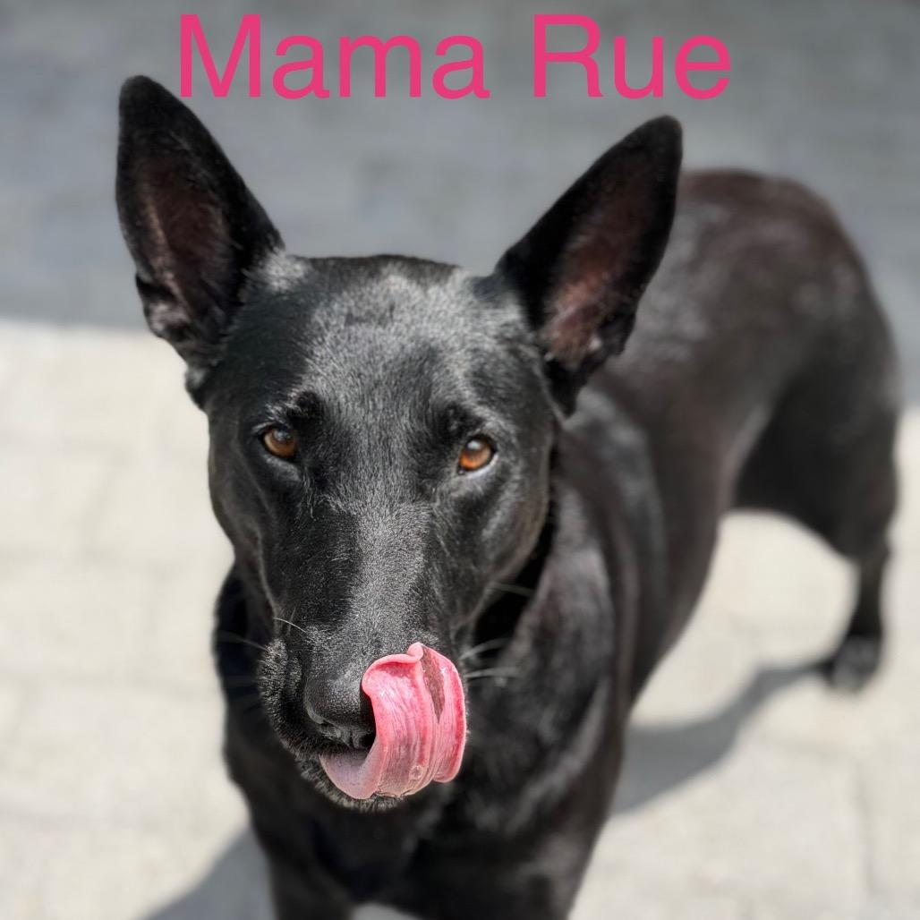RUE, a Adoptable German Shepherd Dog in Wellington, FL image 5/6