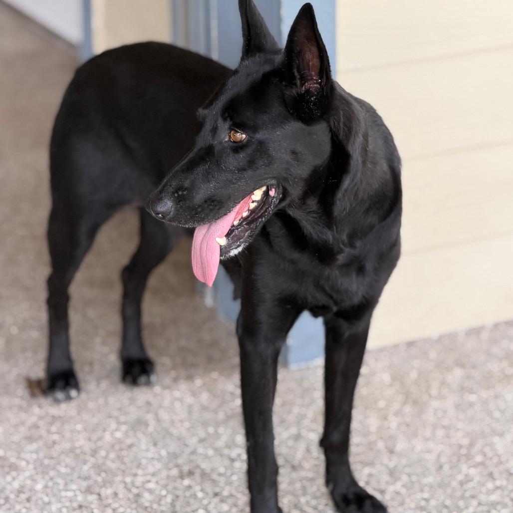 RUE, a Adoptable German Shepherd Dog in Wellington, FL image 6/6