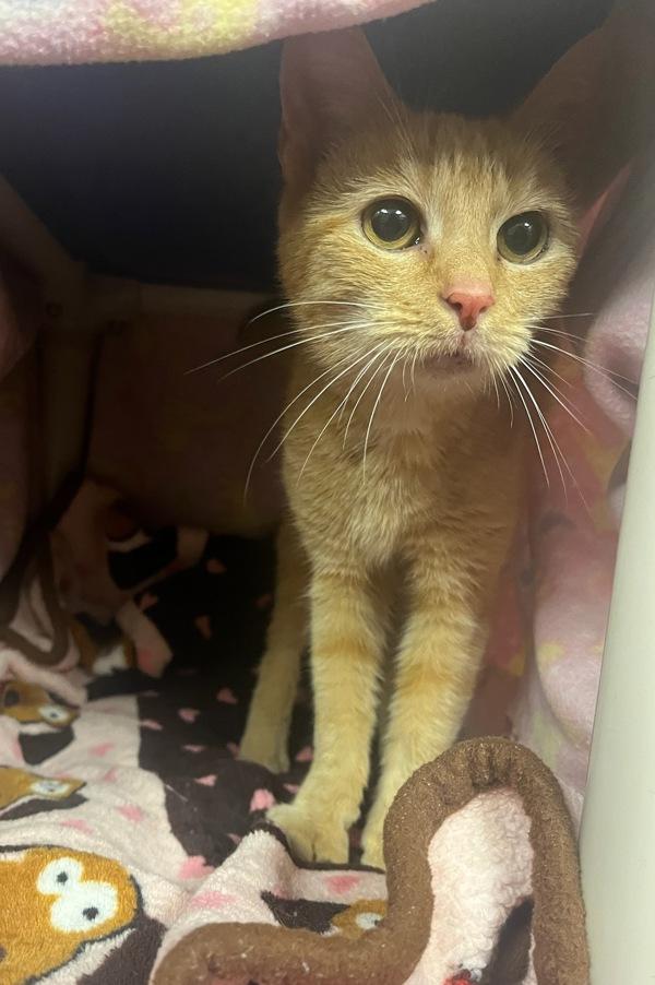 Beava Subpoena, Adoptable, Adult Female Domestic Short Hair.