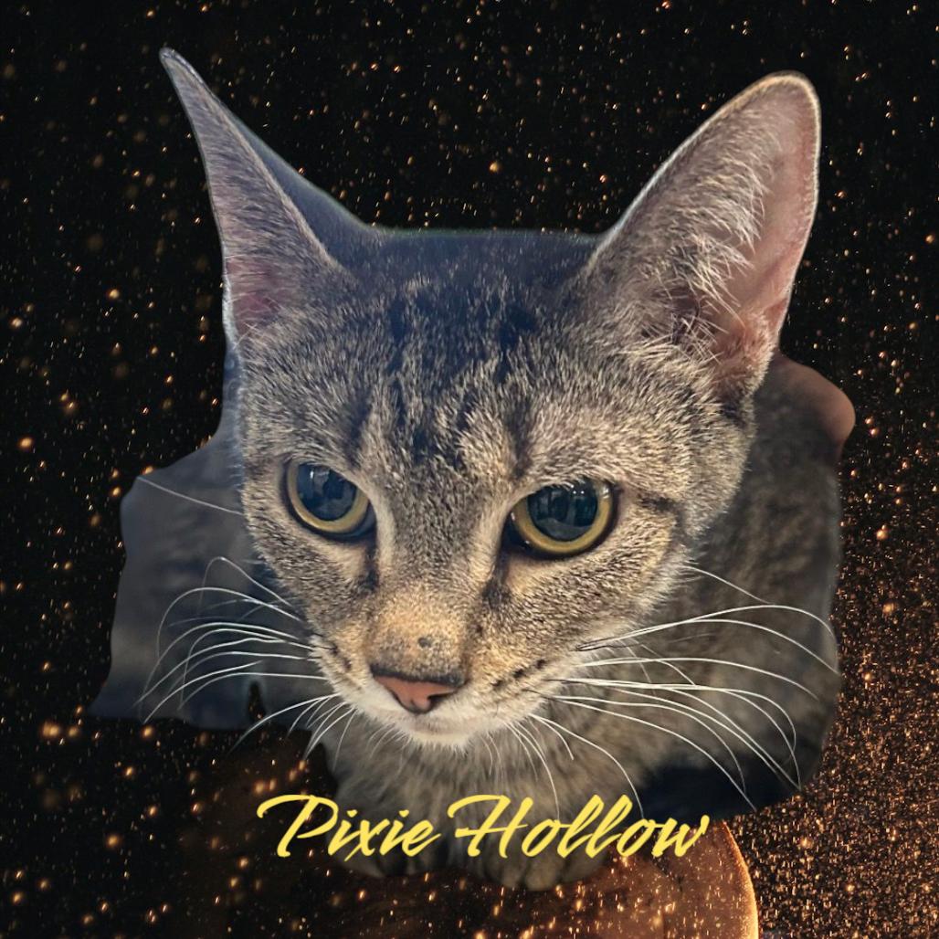 Pixie Hollow, Adoptable, Adult Female Domestic Short Hair.