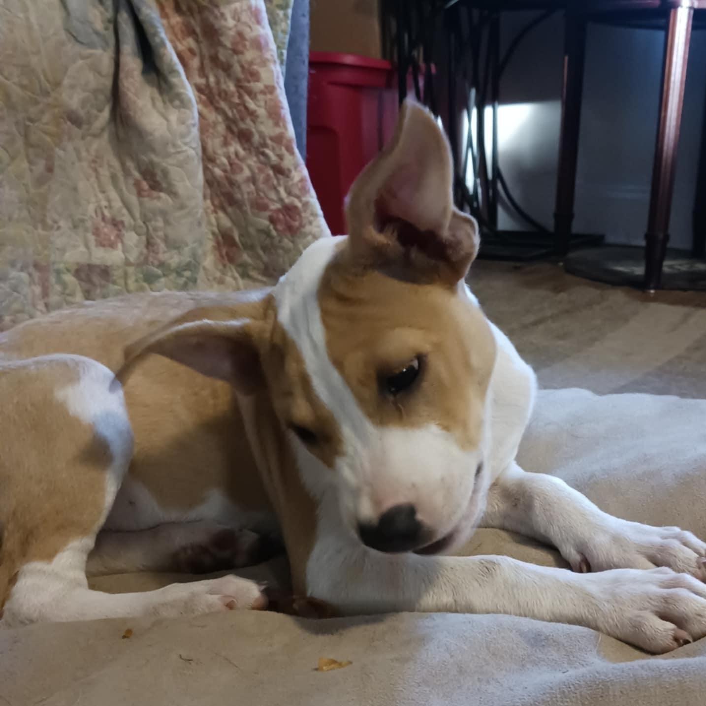 Enlarge Hendrix and siblings, a Adopted mixed breed in Blue Bell, PA image 4/5