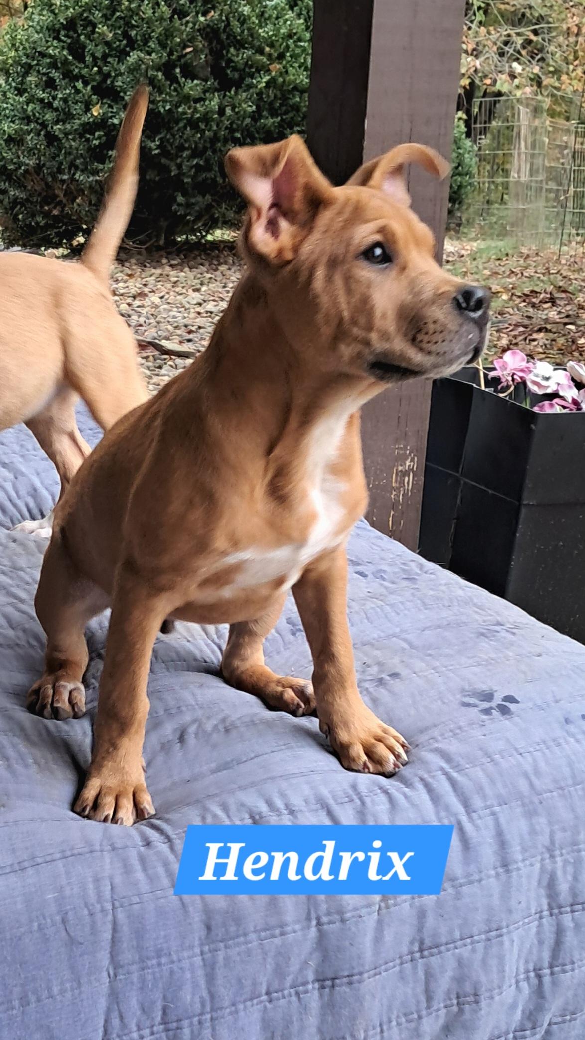 Enlarge Hendrix and siblings, a Adopted mixed breed in Blue Bell, PA image 1/5