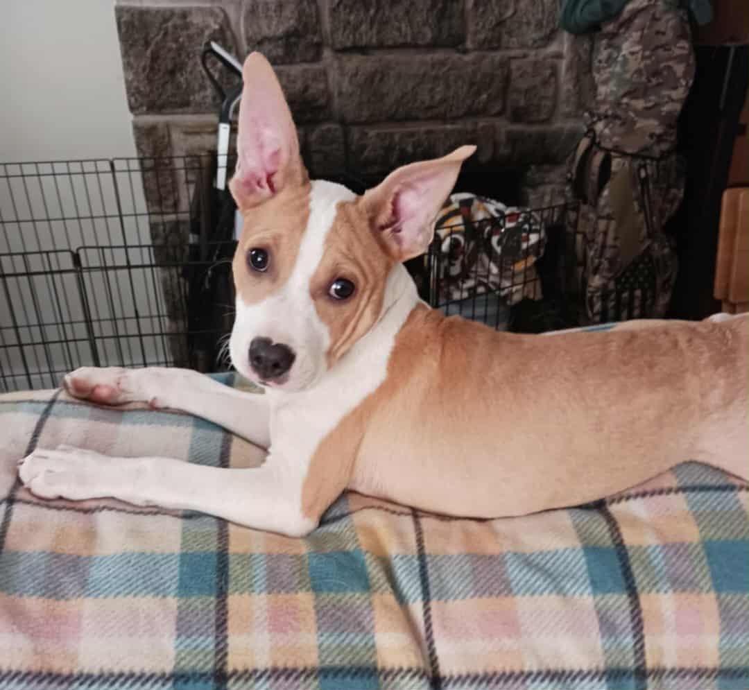 Enlarge Hendrix and siblings, a Adopted mixed breed in Blue Bell, PA image 3/5