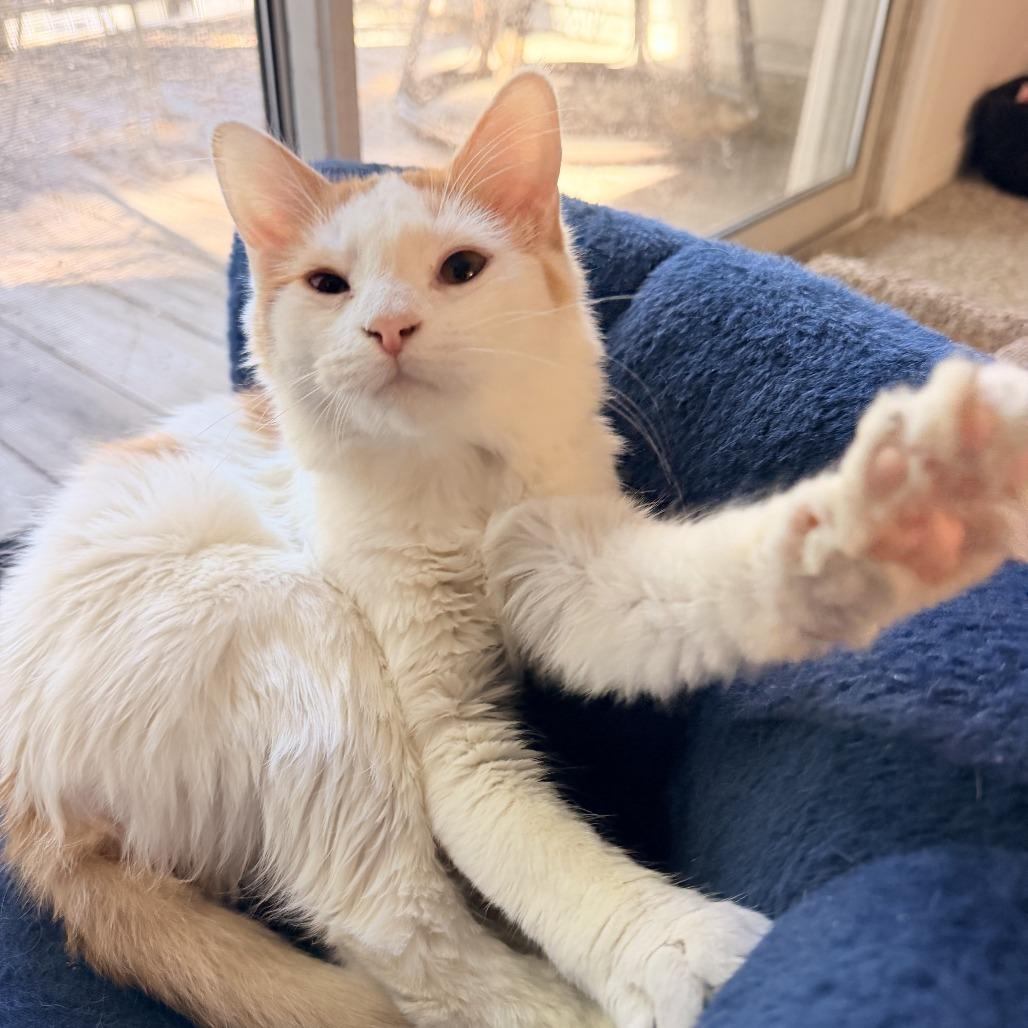 Sunny, Adoptable, Kitten Female Domestic Medium Hair.